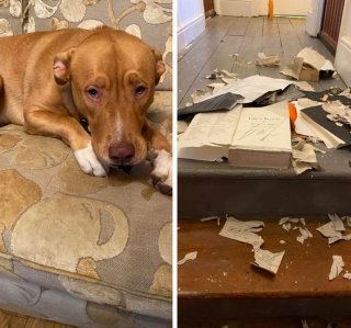 Illustration de l'article : 12 photos de chiens pris en flagrant délit de bêtise et qui l'assument plus ou moins