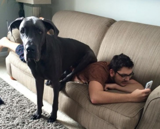 Illustration de l'article : 20 photos de chiens à la stature imposante, mais qui se se prennent encore pour des chiots