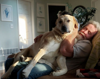 Illustration de l'article : 20 photos de chiens à la stature imposante, mais qui se se prennent encore pour des chiots
