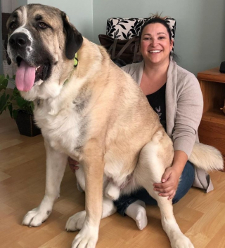 Illustration de l'article : 20 photos de chiens à la stature imposante, mais qui se se prennent encore pour des chiots