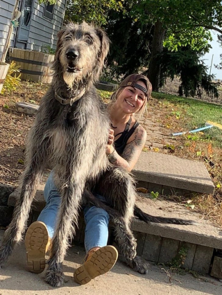 Illustration de l'article : 20 photos de chiens à la stature imposante, mais qui se se prennent encore pour des chiots