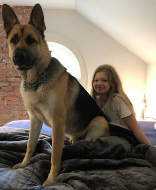 Illustration de l'article : 20 photos de chiens à la stature imposante, mais qui se se prennent encore pour des chiots