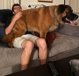 Illustration de l'article : 20 photos de chiens à la stature imposante, mais qui se se prennent encore pour des chiots