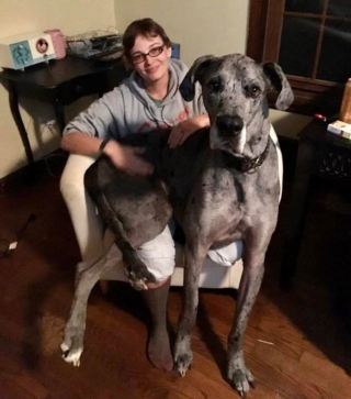 Illustration de l'article : 20 photos de chiens à la stature imposante, mais qui se se prennent encore pour des chiots