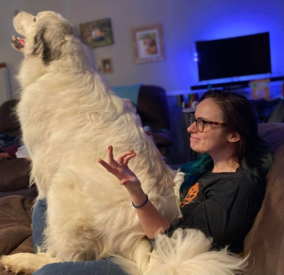 Illustration de l'article : 20 photos de chiens à la stature imposante, mais qui se se prennent encore pour des chiots