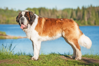 Illustration de l'article : Saint-Bernard