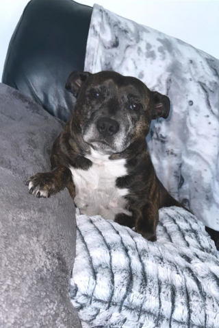 Illustration de l'article : Une chienne au fort instinct maternel découvre un oisillon tombé du nid et le protège des chats de la maison