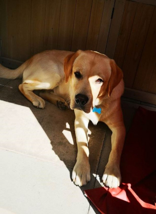 Illustration de l'article : Un chien frôle la catastrophe après avoir ingéré des produits chimiques du jacuzzi de ses propriétaires