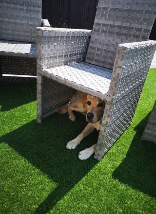 Illustration de l'article : Un chien frôle la catastrophe après avoir ingéré des produits chimiques du jacuzzi de ses propriétaires