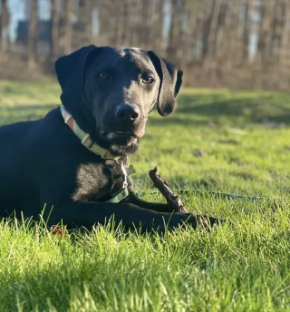 Illustration de l'article : 20 histoires touchantes de chiens ayant rencontré la bonne personne au bon moment