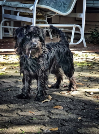 Illustration de l'article : 20 histoires touchantes de chiens ayant rencontré la bonne personne au bon moment