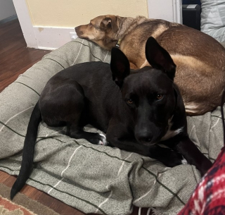 Illustration de l'article : 20 histoires touchantes de chiens ayant rencontré la bonne personne au bon moment