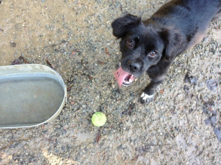 Illustration de l'article : 20 histoires touchantes de chiens ayant rencontré la bonne personne au bon moment