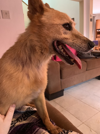 Illustration de l'article : 20 histoires touchantes de chiens ayant rencontré la bonne personne au bon moment