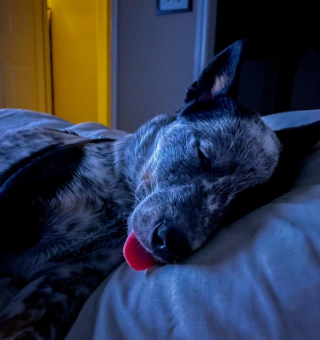 Illustration de l'article : 9 photos rappelant pourquoi les chiens sont les meilleurs lorsqu'il s'agit d'égayer nos journées