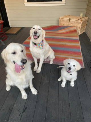 Illustration de l'article : 9 photos rappelant pourquoi les chiens sont les meilleurs lorsqu'il s'agit d'égayer nos journées