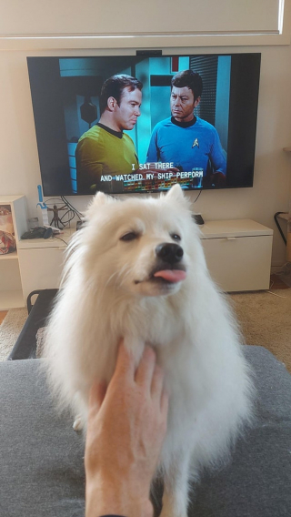 Illustration de l'article : 9 photos rappelant pourquoi les chiens sont les meilleurs lorsqu'il s'agit d'égayer nos journées