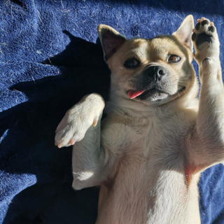 Illustration de l'article : 9 photos rappelant pourquoi les chiens sont les meilleurs lorsqu'il s'agit d'égayer nos journées