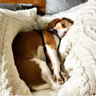 Illustration de l'article : 9 photos rappelant pourquoi les chiens sont les meilleurs lorsqu'il s'agit d'égayer nos journées