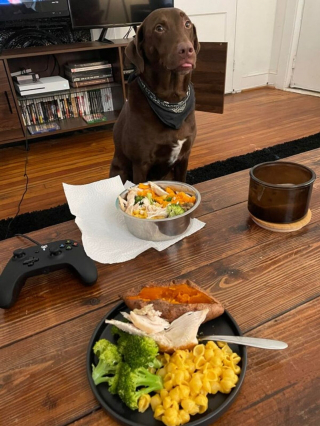 Illustration de l'article : 8 photos illustrant à merveille la tendresse et l'amour dont nos chiens sont capables