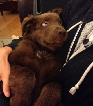 Illustration de l'article : 8 photos illustrant à merveille la tendresse et l'amour dont nos chiens sont capables