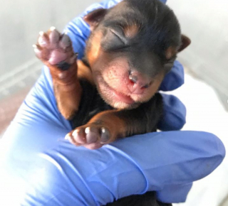 Illustration de l'article : 9 photos de chiens prises chez le vétérinaire et inspirant bonheur et espoir