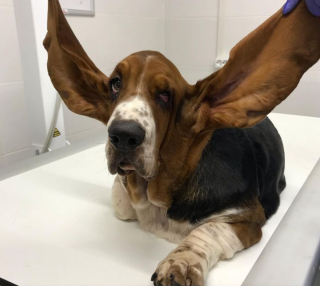 Illustration de l'article : 9 photos de chiens prises chez le vétérinaire et inspirant bonheur et espoir