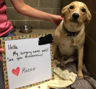 Illustration de l'article : 9 photos de chiens prises chez le vétérinaire et inspirant bonheur et espoir