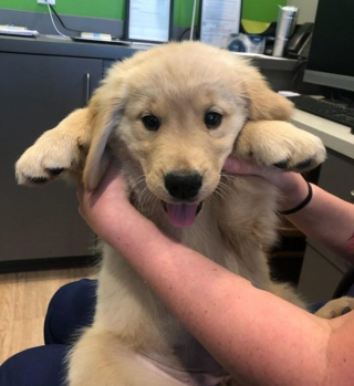 Illustration de l'article : 9 photos de chiens prises chez le vétérinaire et inspirant bonheur et espoir