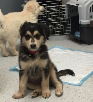 Illustration de l'article : 9 photos de chiens prises chez le vétérinaire et inspirant bonheur et espoir