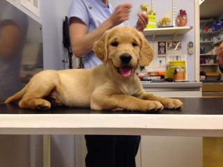 Illustration de l'article : 9 photos de chiens prises chez le vétérinaire et inspirant bonheur et espoir