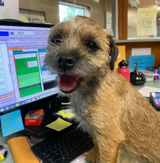 Illustration de l'article : 9 photos de chiens prises chez le vétérinaire et inspirant bonheur et espoir