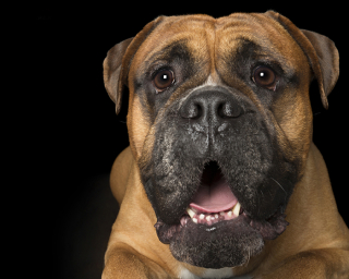 Illustration de l'article : 17 portraits de chiens souriants qui vous incitent à voir la vie du bon côté