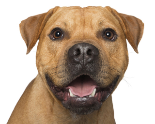 Illustration de l'article : 17 portraits de chiens souriants qui vous incitent à voir la vie du bon côté