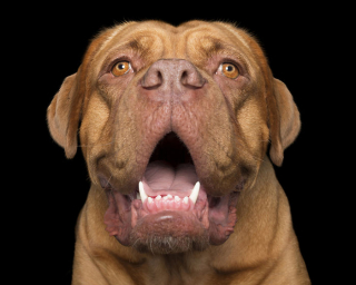 Illustration de l'article : 17 portraits de chiens souriants qui vous incitent à voir la vie du bon côté