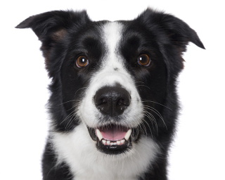 Illustration de l'article : 17 portraits de chiens souriants qui vous incitent à voir la vie du bon côté