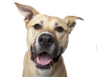 Illustration de l'article : 17 portraits de chiens souriants qui vous incitent à voir la vie du bon côté