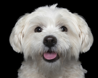 Illustration de l'article : 17 portraits de chiens souriants qui vous incitent à voir la vie du bon côté