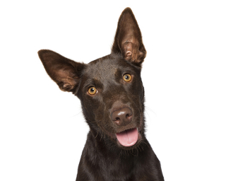 Illustration de l'article : 17 portraits de chiens souriants qui vous incitent à voir la vie du bon côté