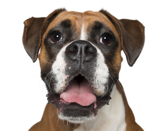 Illustration de l'article : 17 portraits de chiens souriants qui vous incitent à voir la vie du bon côté