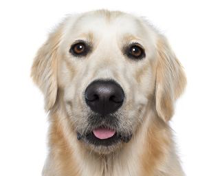 Illustration de l'article : 17 portraits de chiens souriants qui vous incitent à voir la vie du bon côté