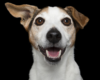 Illustration de l'article : 17 portraits de chiens souriants qui vous incitent à voir la vie du bon côté