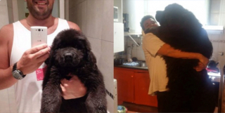 Illustration de l'article : 20 photos avant / après de chiots à la bouille craquante s'étant mués en majestueux chiens adultes 