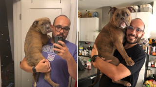 Illustration de l'article : 20 photos avant / après de chiots à la bouille craquante s'étant mués en majestueux chiens adultes