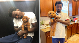 Illustration de l'article : 20 photos avant / après de chiots à la bouille craquante s'étant mués en majestueux chiens adultes