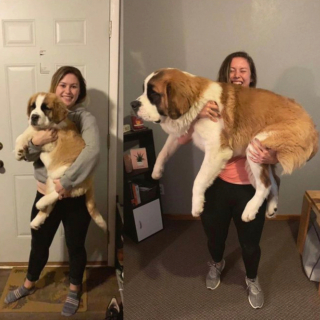 Illustration de l'article : 20 photos avant / après de chiots à la bouille craquante s'étant mués en majestueux chiens adultes