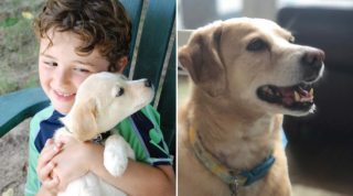 Illustration de l'article : 20 photos avant / après de chiots à la bouille craquante s'étant mués en majestueux chiens adultes