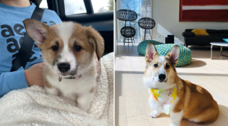 Illustration de l'article : 20 photos avant / après de chiots à la bouille craquante s'étant mués en majestueux chiens adultes