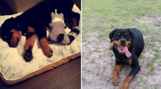 Illustration de l'article : 20 photos avant / après de chiots à la bouille craquante s'étant mués en majestueux chiens adultes