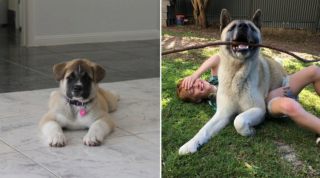 Illustration de l'article : 20 photos avant / après de chiots à la bouille craquante s'étant mués en majestueux chiens adultes